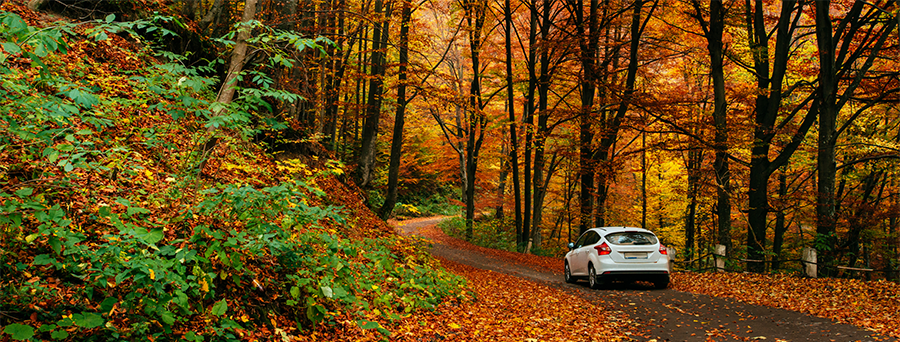 Read more about the article Autumn’s most common road hazards